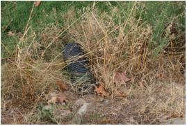 File:055 Riera de Sant Antoni de Vilamajor PIRORIENTAL 008 VIII.jpg