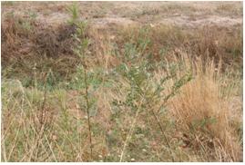 File:055 Riera de Sant Antoni de Vilamajor PIRORIENTAL 008 VI.jpg