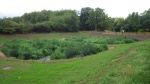 PP Planted wetlands.JPG