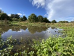 Online Wetlands Autumn 23300.JPG