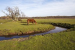 Longwater Lawn restored.jpg