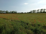 Wildflower Meadow.jpg